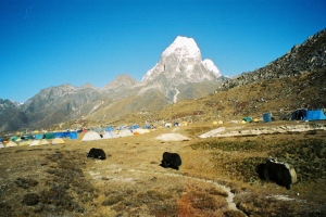 Yaks grazing at Base Camp