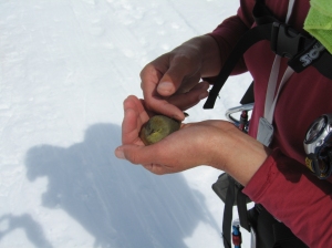 Another little bird on the Kahiltna Glacier ....