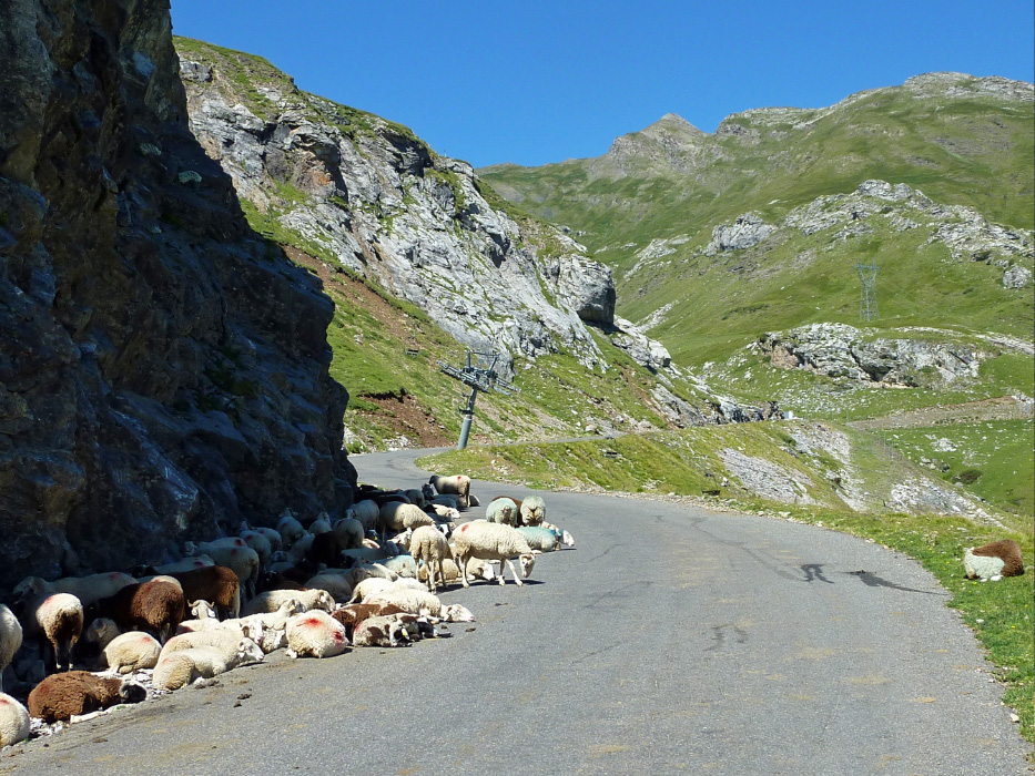 Col de Tentes road - even the sheep are exhausted by the heat