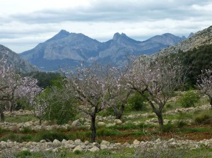 Almond trees and mountains